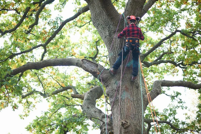 Arborist & Tree Care